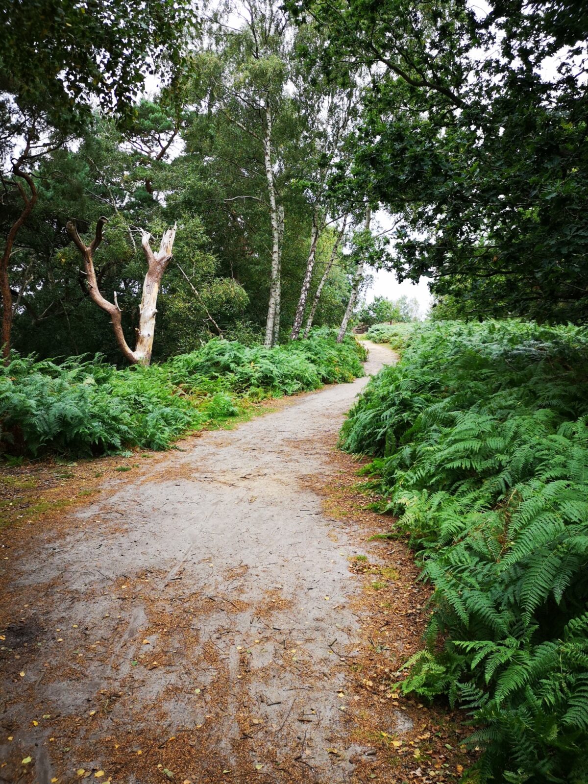 Dersingham Bog large photo 10