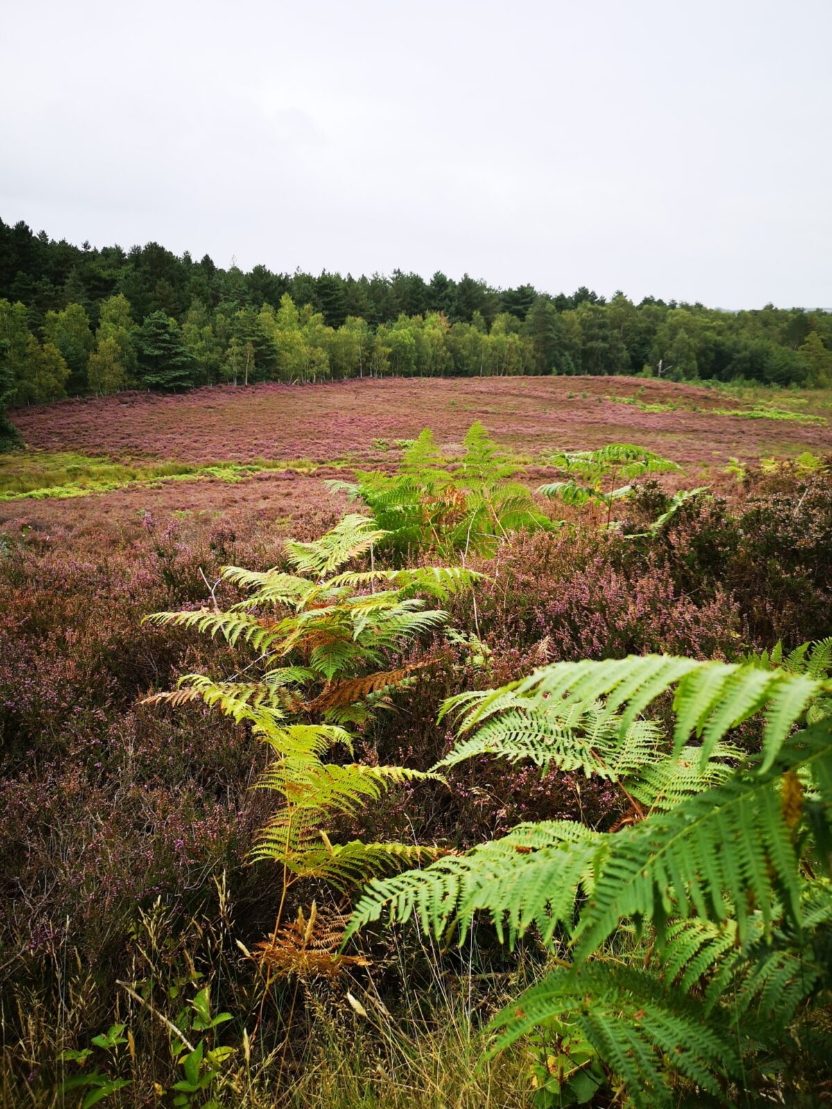 Dersingham Bog large photo 2