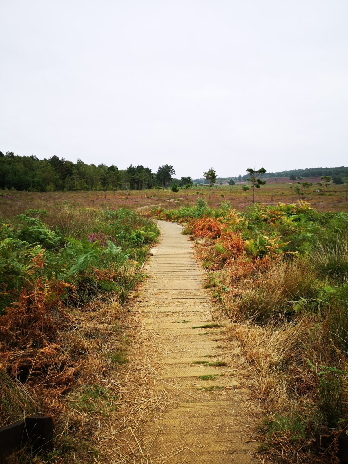 Dersingham Bog large photo 5