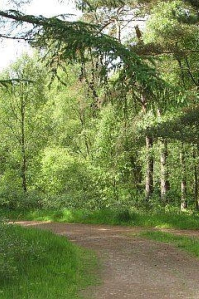 Dog walk at Devilla Forest · Fife · Walkiees