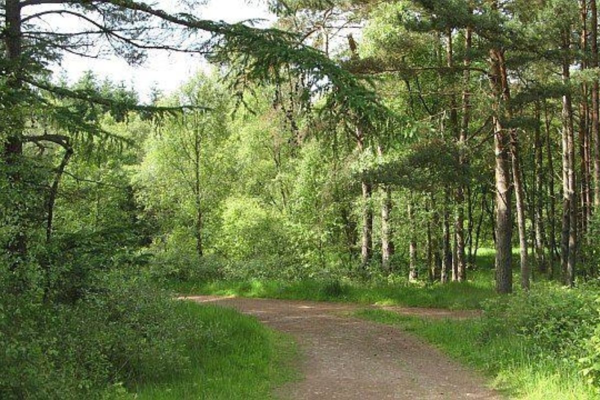 Dog walk at Devilla Forest · Fife · Walkiees