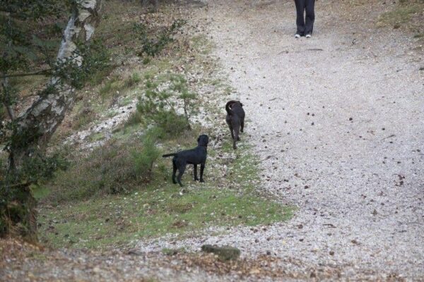 Dibden Inclosure (New Forest)photo