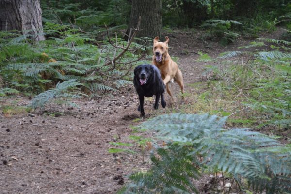 Dunwich Forestphoto