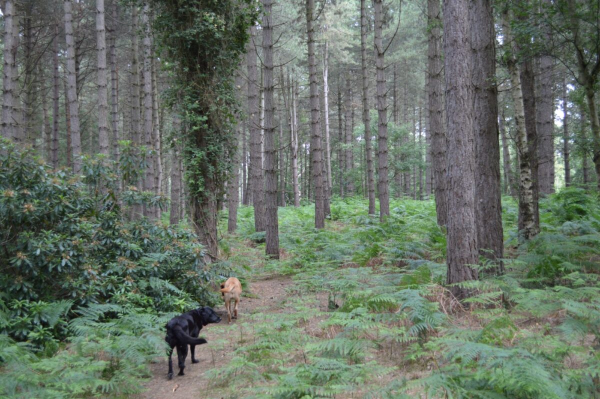 Dunwich Forest large photo 2