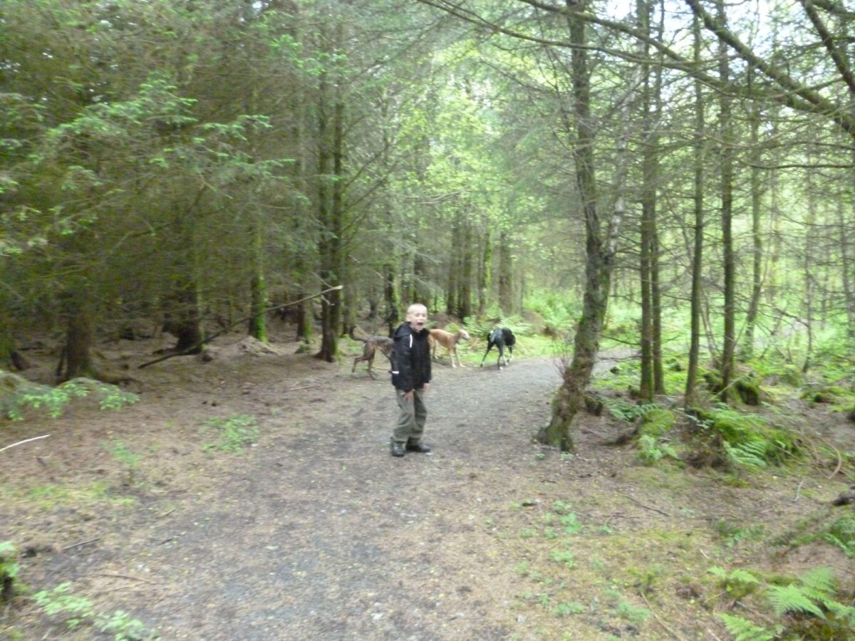 East Harptree Forest large photo 2