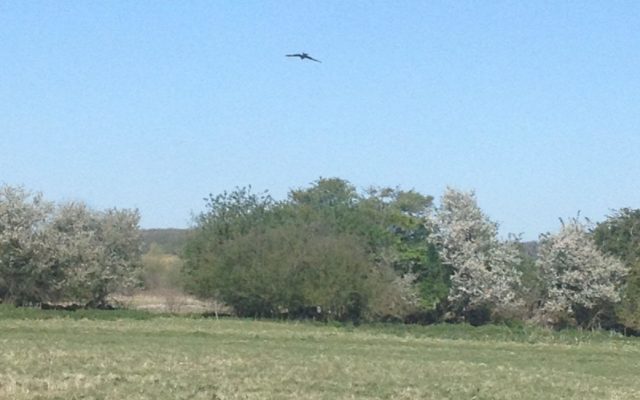 Ellenbrook Fields (The Old Hatfield Aerodrome) Dog walk in Hertfordshire