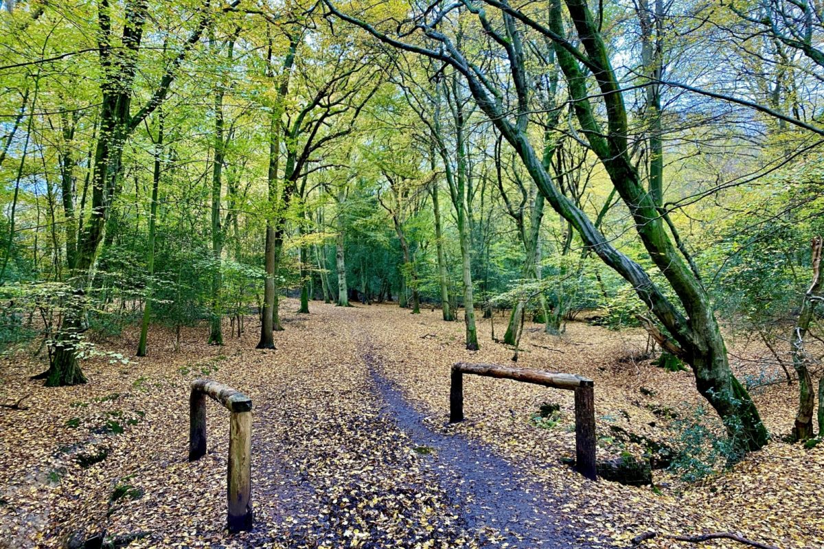 Dog walk at Epping Forest Theydon Loop · Essex · Walkiees
