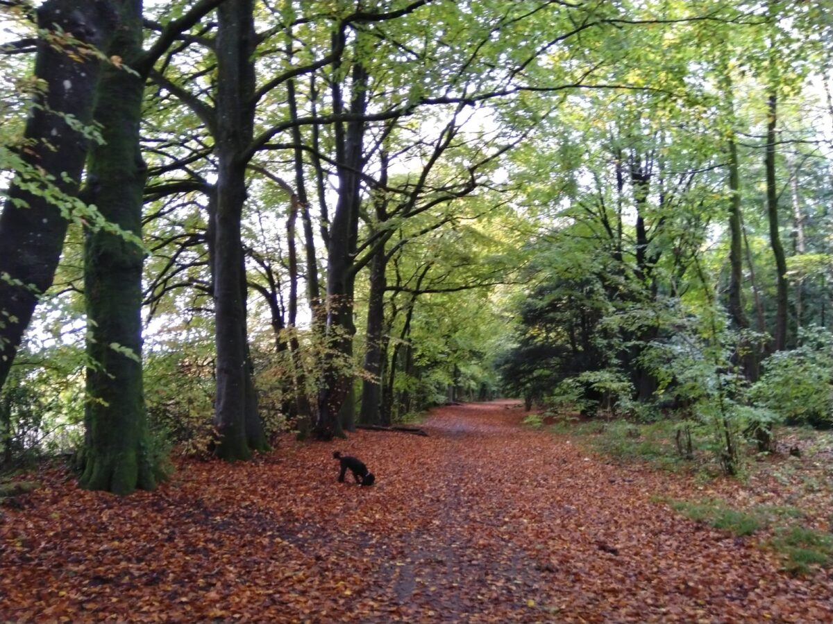 Farley Mount Loop, near Winchester large photo 2