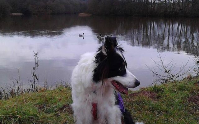 Farm Track Around Kyre Pool Nr Tenbury Well Dog walk in Worcestershire