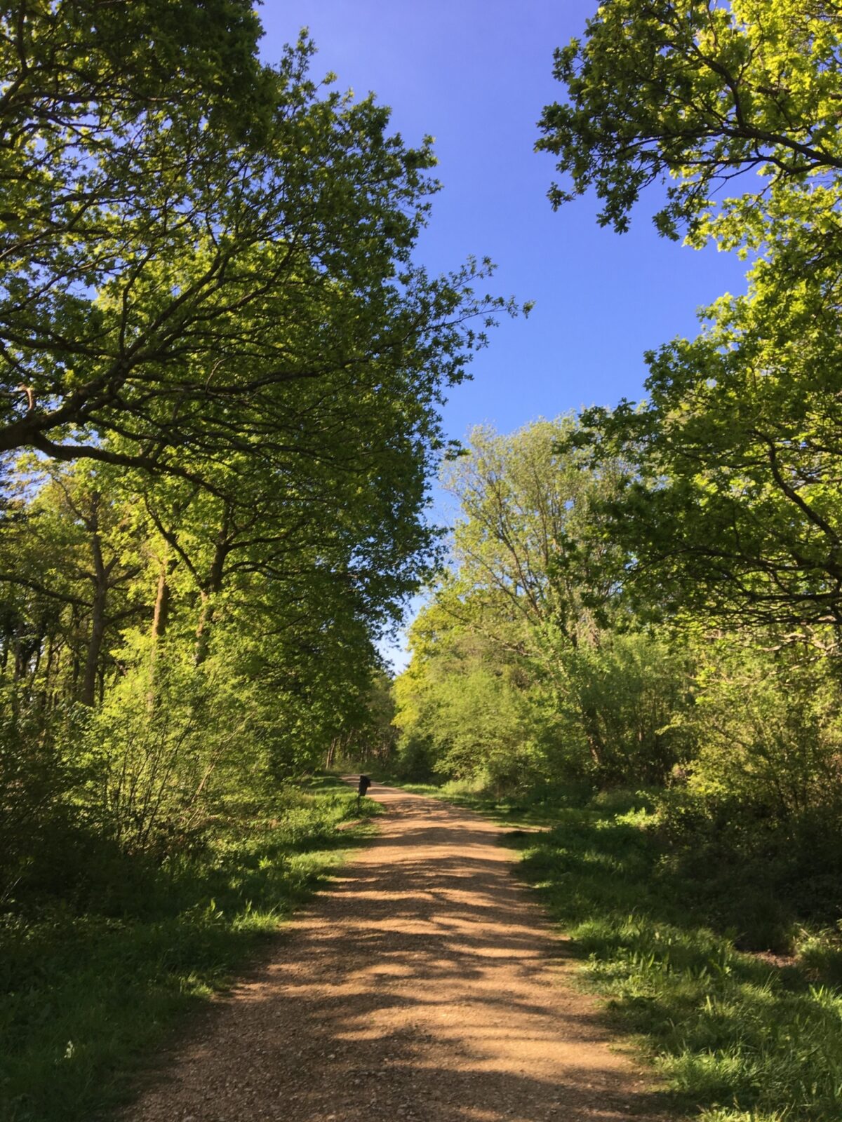 Firestone Copse large photo 2