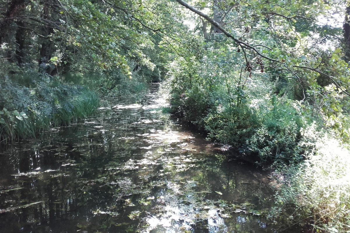 Dog walk at Fishlake Meadows, Romsey Hampshire · Hampshire · Walkiees
