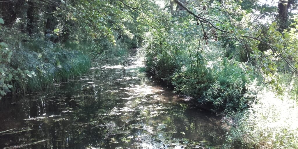Dog walk at Fishlake Meadows, Romsey Hampshire · Hampshire · Walkiees