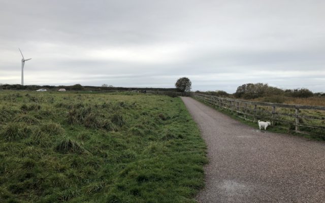 Fleetwood Nature Reserve Walk Dog walk in Lancashire