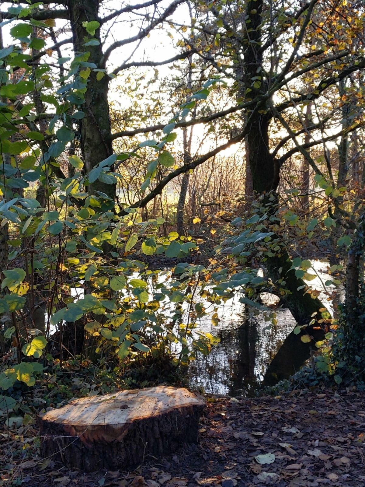 Forest Farm Country Park large photo 1