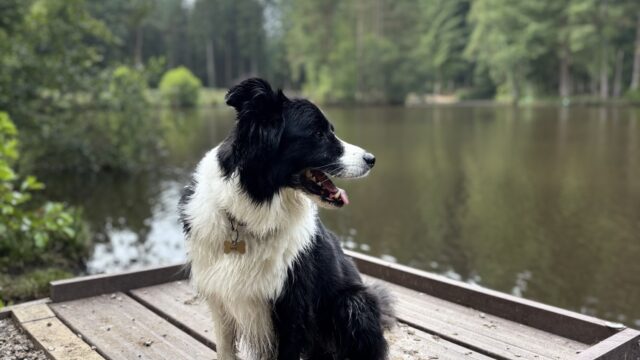 Dog walk at Forest of Dean - Speech House