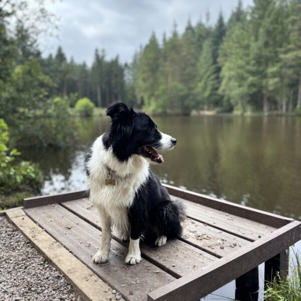 Forest of Dean - Speech House photo 1