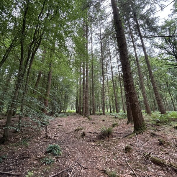 Forest of Dean - Speech House photo 5