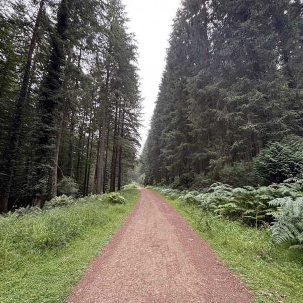 Forest of Dean - Speech House photo 6