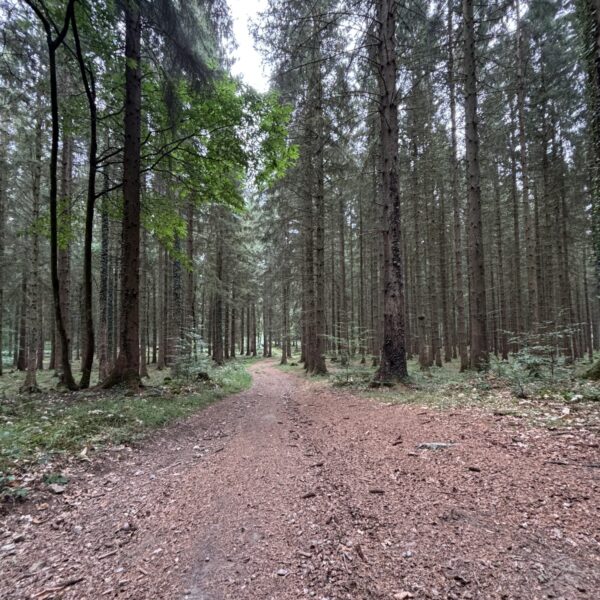 Forest of Dean - Speech House photo 4