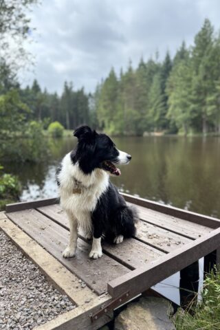 Dog walk at Forest of Dean - Speech House photo