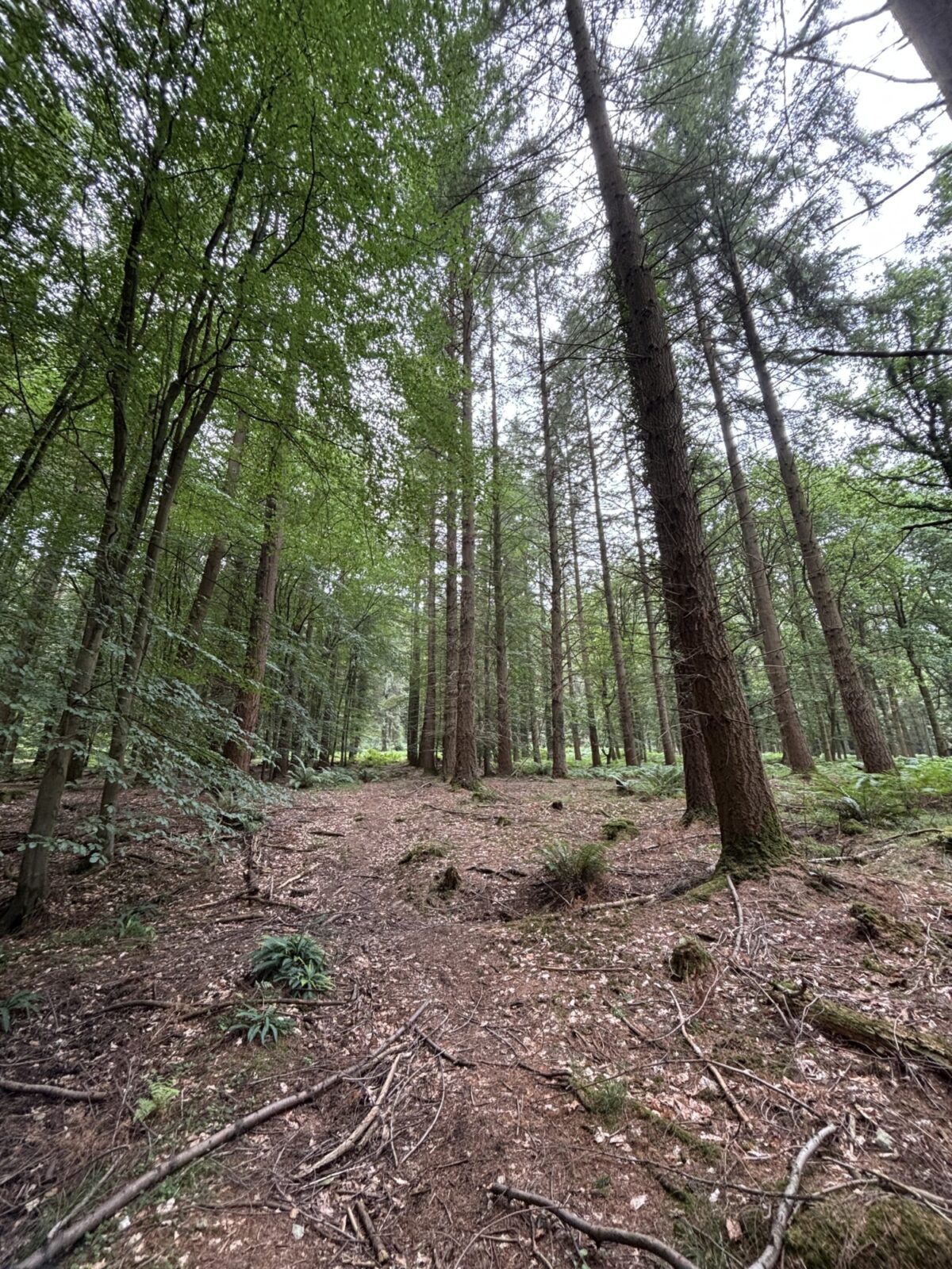 Forest of Dean - Speech House large photo 5