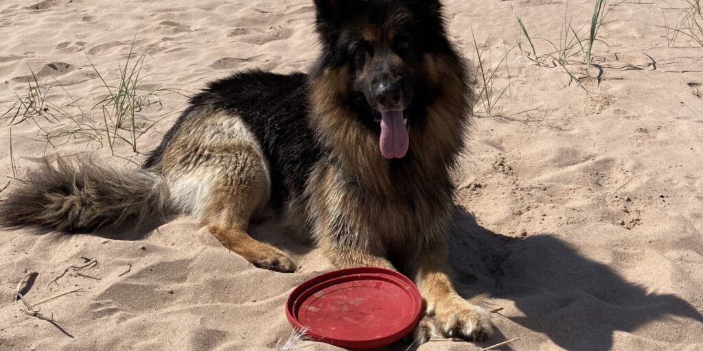 Dog walk at Forvie Nature Reserve Newburgh · Aberdeenshire · Walkiees