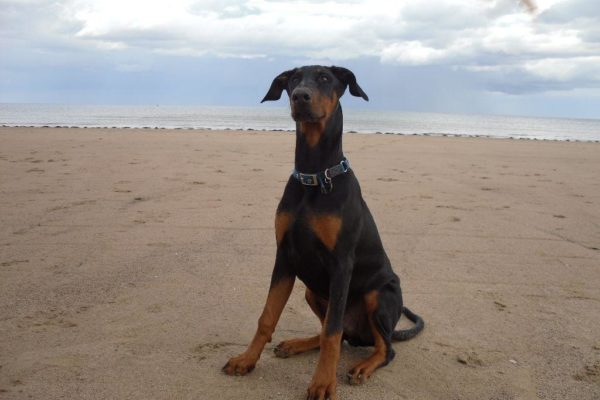 Fraisthorpe Beach, Bridlingtonphoto