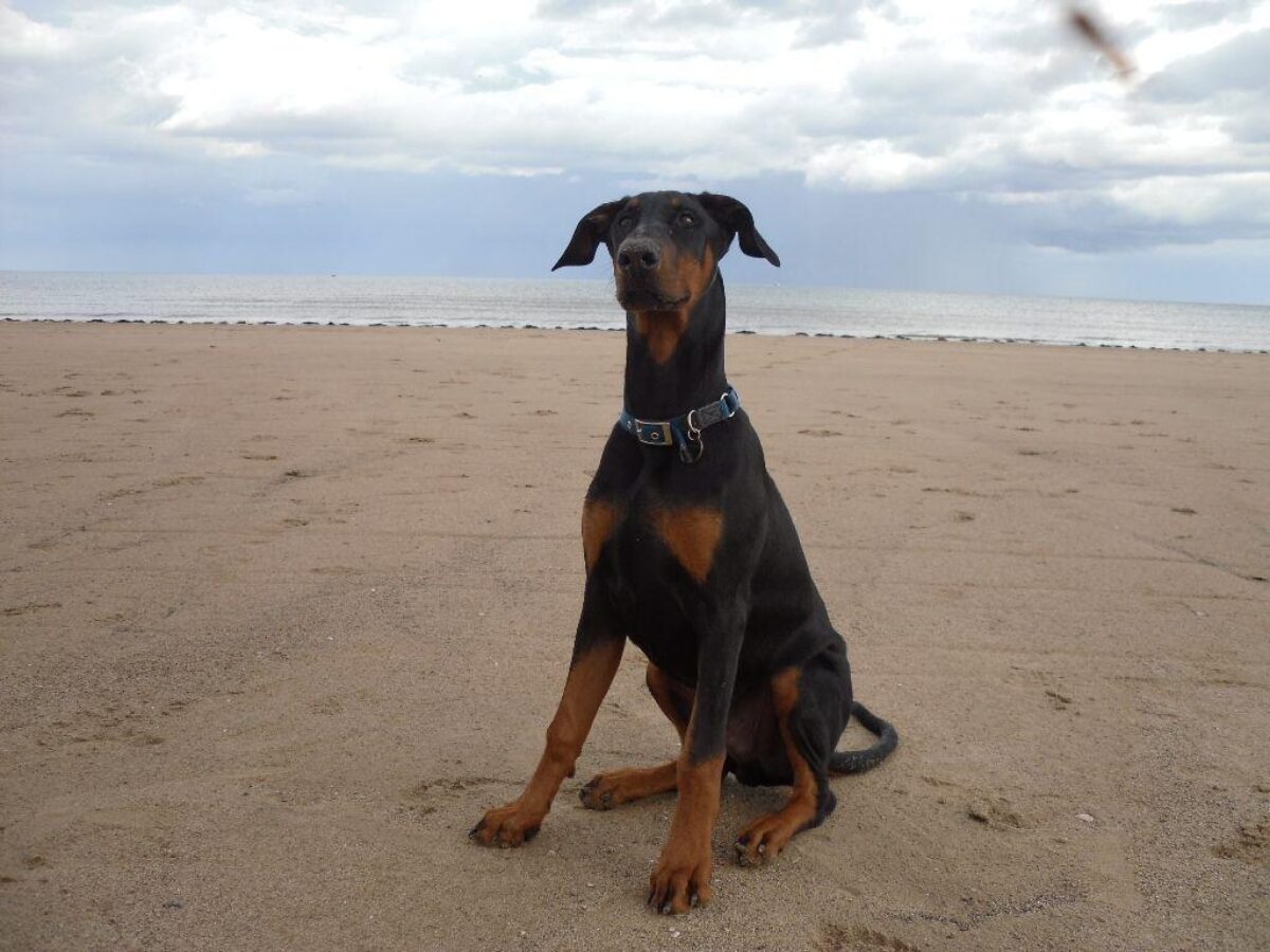 Fraisthorpe Beach, Bridlington large photo 1