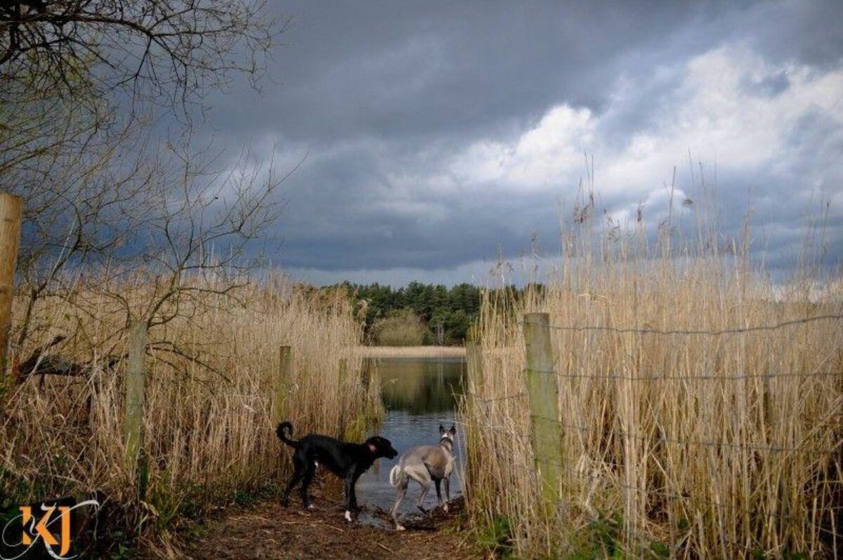 Frensham Little Ponds large photo 3