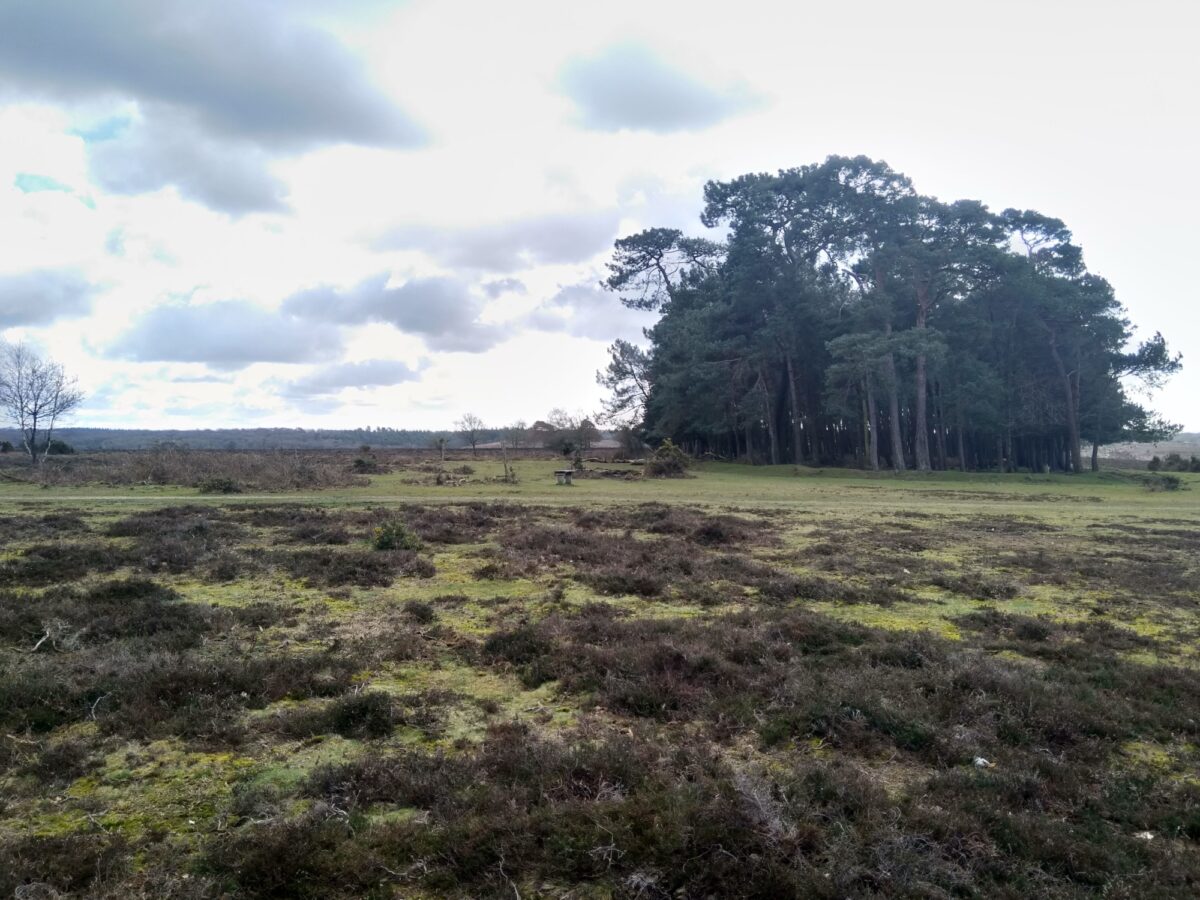 Frogham Pub Walk, New Forest large photo 2