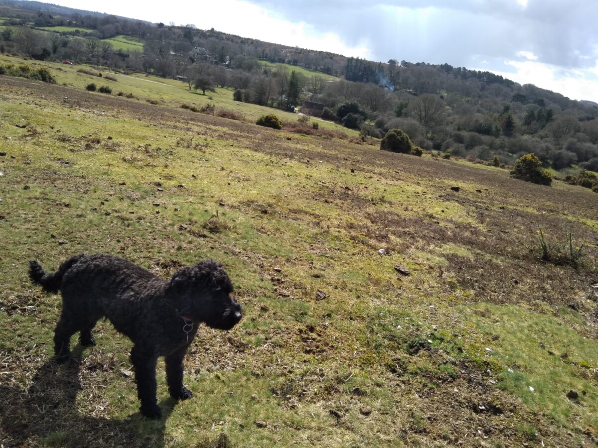 Frogham Pub Walk, New Forest large photo 3