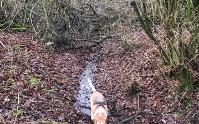Garnetts Wood Dog walk in Essex