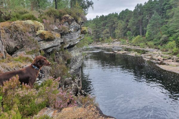 Garve Forestphoto