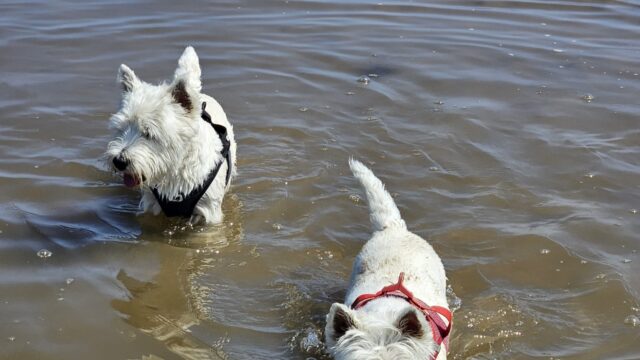 Dog walk at Glinton Bank