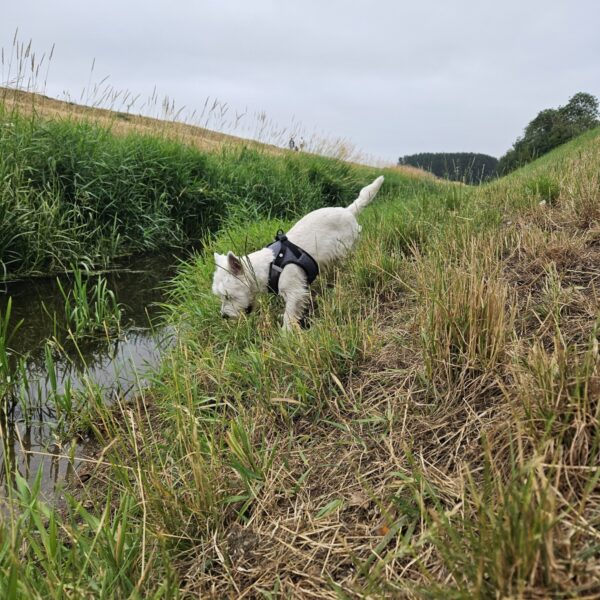 Glinton Bank photo 2