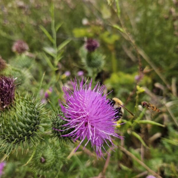 Glinton Bank photo 4