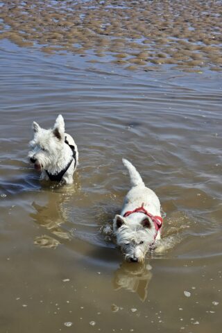 Dog walk at Glinton Bank photo