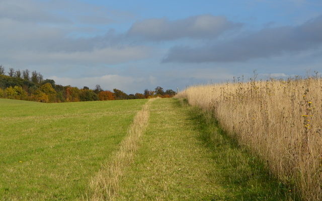 Gog Magog Hills Dog walk in Cambridgeshire