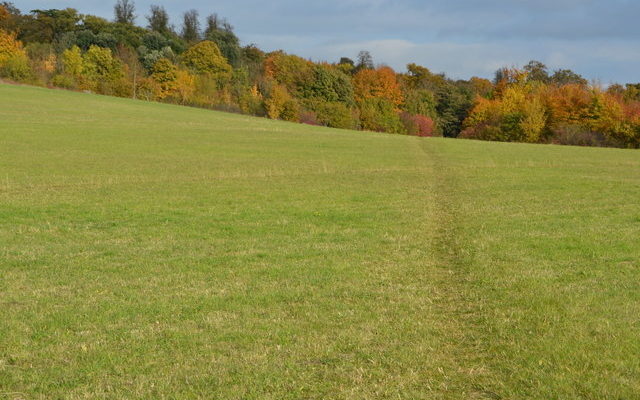 Gog Magog Hills Dog walk in Cambridgeshire