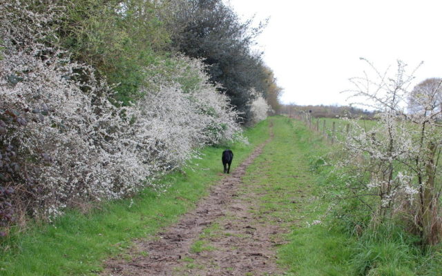 Gosbecks Archeological Park Dog walk in Essex