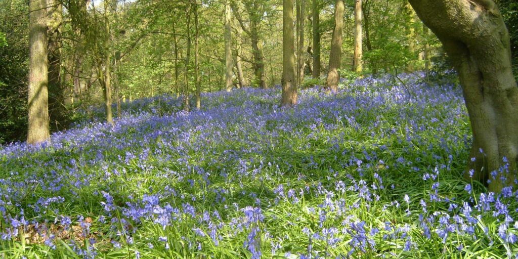 Dog walk at Grace Dieu Woods · Leicestershire · Walkiees