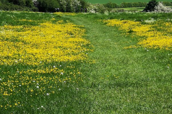 Grantchester Meadowsphoto