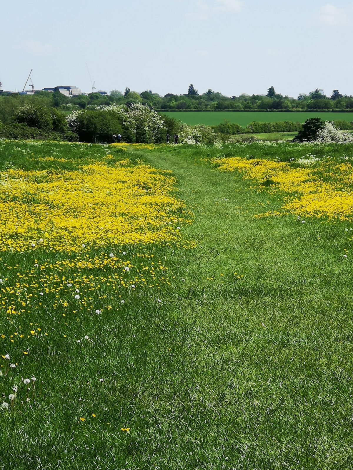 Grantchester Meadows large photo 1