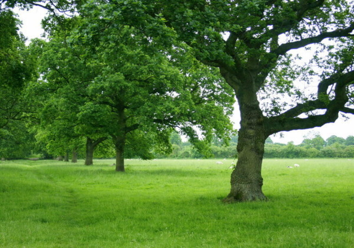 Great Chalfield large photo 1