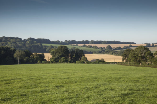 Great Sheardley Woodphoto