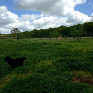 Green Lane Woods