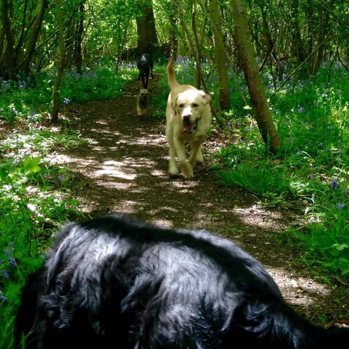 Green Lane Woods large photo 2