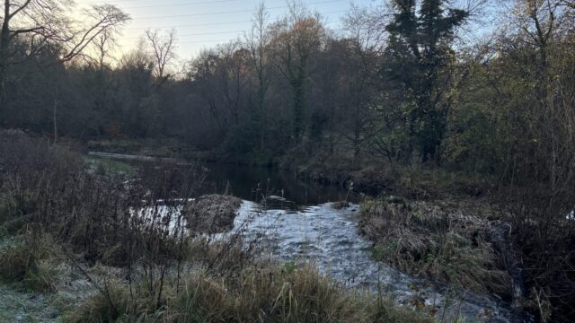 Dog walk at Greenhall Park