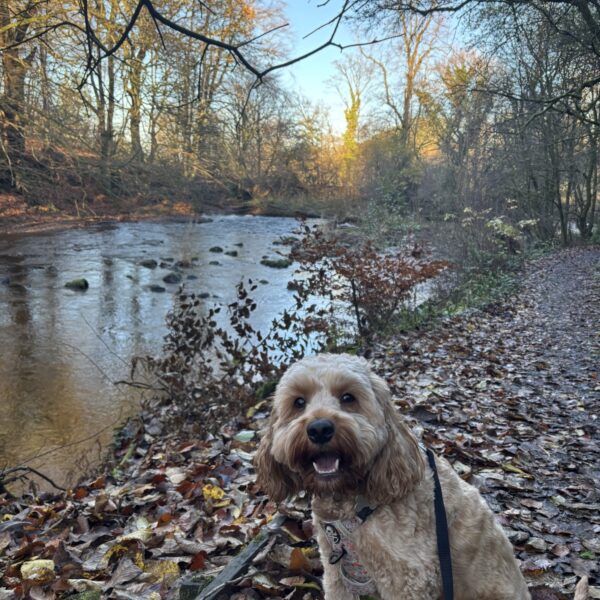 Greenhall Park photo 3