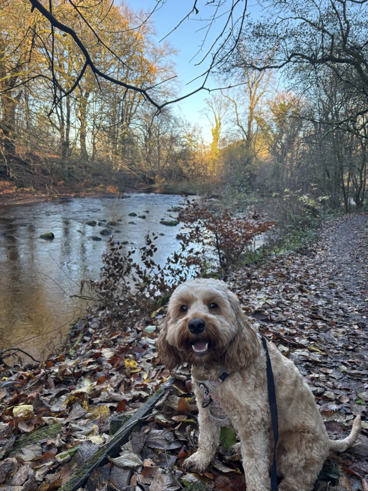 Greenhall Park large photo 3